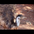 Rast bei einer Emu-Farm auf dem Weg zum Ayers Rock